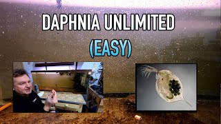 How I Raise Daphnia Water Fleas And You Can Too [upl. by Aivull]