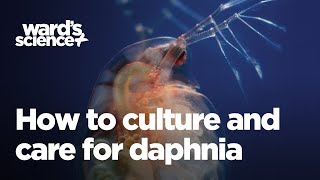 Caring and Culturing for Daphnia [upl. by Hacceber]