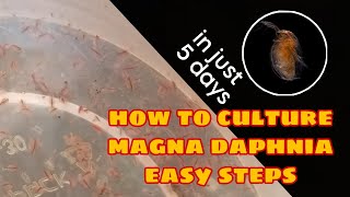 How to Culture Magna Daphnia Easily [upl. by Akiria]