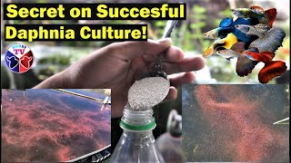 How to Culture Daphnia Successfully [upl. by Krahmer]