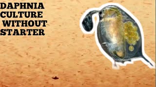 HOW TO CULTURE DAPHNIA NATURALLY WITHOUT A STARTER [upl. by Zanas]