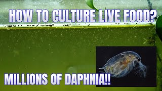 How to Culture Daphnia Secret Method to Breed MILLIONS  Simply Aquatic [upl. by Norrad804]