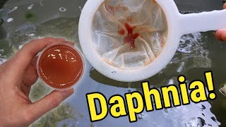 How I Culture Daphnia In Outdoor Tubs [upl. by Qifahs]