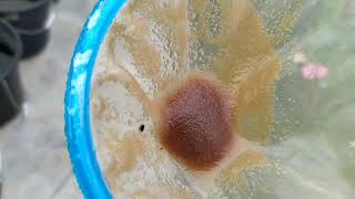 How to culture daphnia moina in a small container Part 1 English Subtitle [upl. by Allimrac]