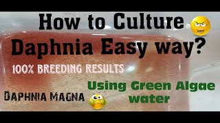 Daphnia MagnaHow to Culture Daphnia Easy wayCulturing Daphnia using Green water Daphnia [upl. by Tabatha448]