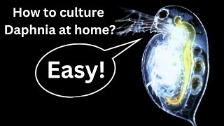 BEST Live Fish Food Beginner guide How to Culture Daphnia at home [upl. by Kristianson719]