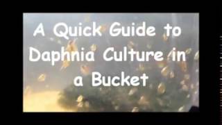 How to culture daphnia outside [upl. by Anawqahs]