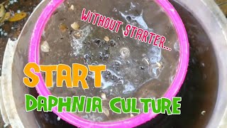 How to culture daphnia moina the easy way 1  Starting the Daphnia culture [upl. by Boiney]