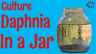 How to Culture Daphnia in a Jar [upl. by Tohcnarf]