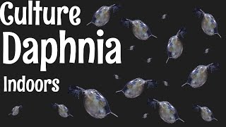 How to Culture Daphnia [upl. by Everson]