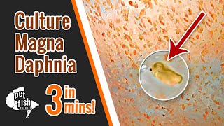 How to culture DAPHNIA MAGNA  The easy way [upl. by Etnuhs]