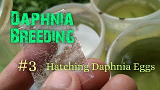 Daphnia Culture made simple and easy 3  Hatching Daphnia eggs [upl. by Raquela]