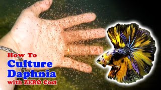 How to Culture Daphnia with ZERO Cost  Unlimited Live Food For Our Fish [upl. by Lleynad791]