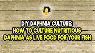 DIY Daphnia Culture How to Culture Nutritious Daphnia as Live Food for Your Fish [upl. by Kecaj942]