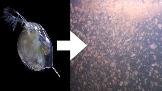 How I Culture Daphnia [upl. by Eimaraj]