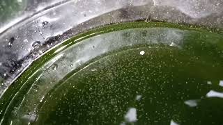 DAPHNIA MOINA CULTURE IN A SMALL BUCKET [upl. by Mosera]