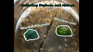 How To Culture Daphnia and Moinas using Green Water Spirulina powder [upl. by Menon]