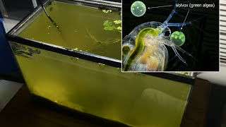 Raising Daphnia for the Freshwater Aquarium [upl. by Lodie]