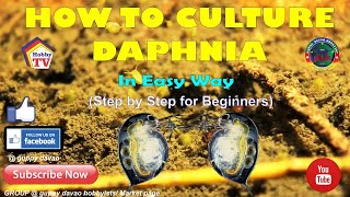 HOW TO CULTURE DAPHNIA In Easy Way [upl. by Roht]